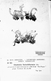 Image of Cladonia flabelliformis